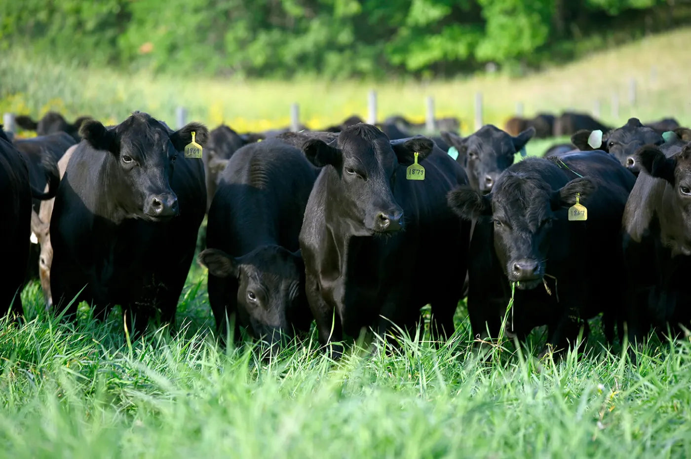 Benefits of Grass-Fed Products Go Beyond Just Omega-3 Fatty Acids – Dr. Berg